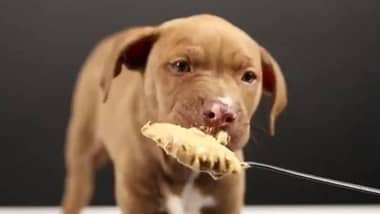8 alimentos saludables y otros no tanto que son tóxicos para perros