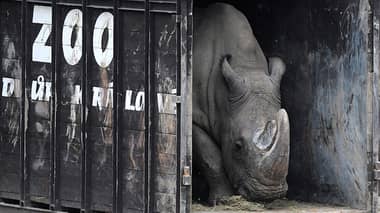 Peligro de extinción: Muere en Kenia el último macho de rinoceronte blanco del norte