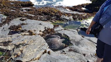 Rescatan tortuga marina varada en Curanipe