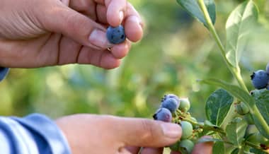 Investigación utilizará ozono para disminuir contaminación en berries