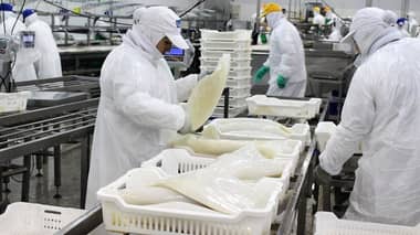 Aprobado: proyecto prohíbe la extracción de jibia por arrastre