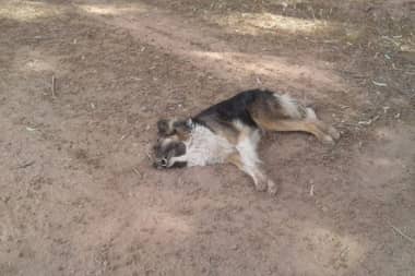 Matanza de perros en San Javier deja cerca de 10 animales muertos
