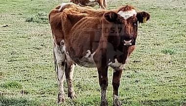 Sorprendente parición de vaca mellicera en la costa curicana