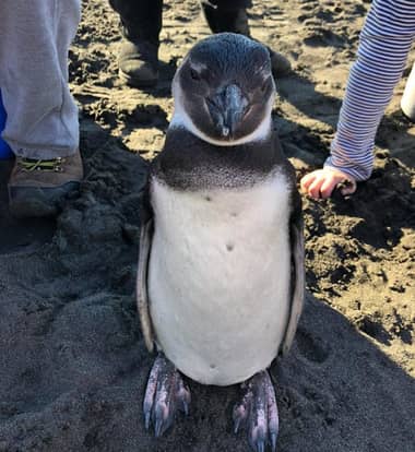 Pingüino rescatado en Pelluhue es derivado a Parque Safari para evaluación