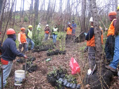CMPC apoya iniciativa que busca recuperar el hábitat de árbol en peligro de extinción