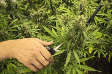Tribunal de Curicó dejó en prisión preventiva a nueve detenidos por tráfico de marihuana en sector Huemul de Teno
