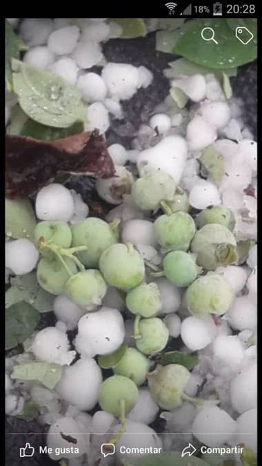 Ministro de Agricultura evaluará daños en fruticultura provocados por granizadas