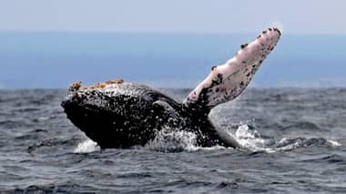Japón reanudó su caza de ballenas pese a la suspensión ordenada por La Haya