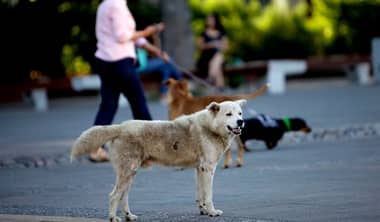 Minvu indica que vecinos consideran a los perros callejeros como el principal problema de sus barrios