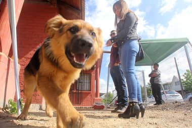 Municipalidad de Rauco llama a realizar inscripción de mascotas