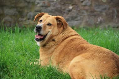 Municipio de Curicó realizará nuevo plan de esterilización gratuita para mascotas