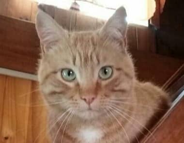 Dueño denunció maltrato animal tras encontrar a su gato muerto y con signos de tortura