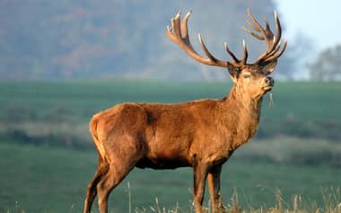Conductor grabó a un ciervo corriendo en el camino a Llico