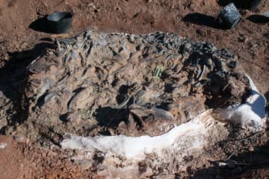 Investigadores descubrieron cementerio con fósiles de 220 millones de años en Argentina