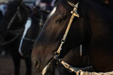 Cuatreros roban caballos corraleros y monturas en sector Zapallar