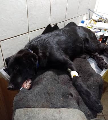 Agrupación animalista de Curicó pide ayuda para operación de perro atropellado y abandonado