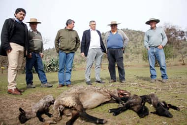 Alcalde de Rauco solicitó ayuda a autoridades regionales por sequía que afecta a agricultores y crianceros