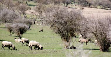 Municipio rauquino agradeció decreto de zona de emergencia agrícola