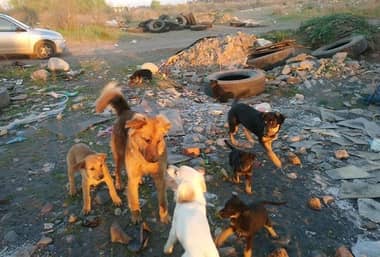 Agrupación animalista pide ayuda para perros abandonados en Puente Teno