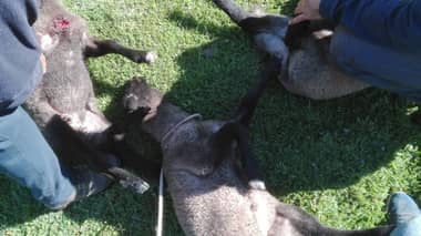 Criancero denuncia que perros atacaron y mataron a más de 300 cabezas de ganado en Los Coipos