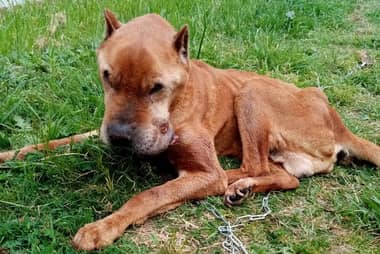 Denuncian a empresa de Curicó por maltrato animal y muerte de perro