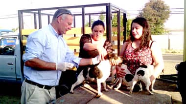 Municipalidad de Curicó realizará operativo canino en Día Internacional de los Animales