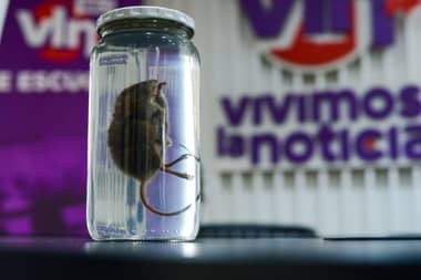 Especialistas llaman a prestar atención a síntomas de infección por virus Hanta