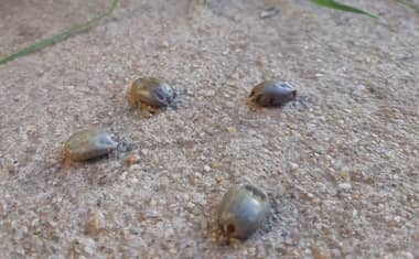 Expertos entregan consejos para erradicar a las garrapatas en el hogar