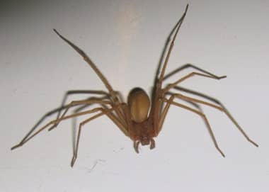 Araña de rincón: ¿Cómo identificarla y qué hacer ante su picadura?