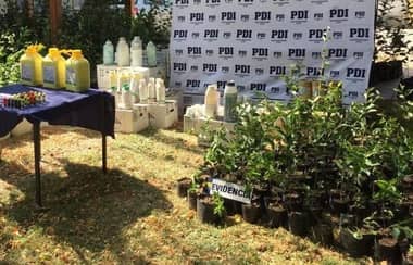 PDI recuperó más de tres mil plantas de cerezos robadas en Hualañé