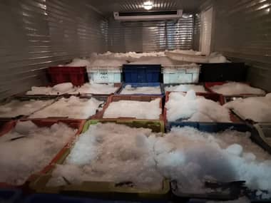 Incautan cuatro camiones con merluza ilegal en el Maule: Un fiscalizador fue agredido