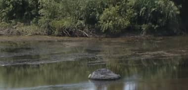 Municipio de Licantén realiza investigación por mortandad de peces en Río Mataquito