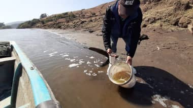 Seremi de Salud descartó responsabilidad de Celulosa Licancel por muerte de peces en Río Mataquito
