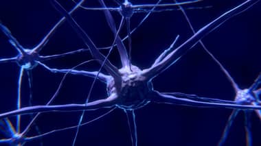 El límite entre la vida y la muerte en las neuronas
