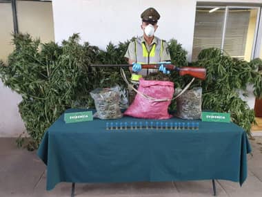 Carabineros incautó marihuana elaborada y cultivada en Teno