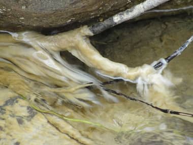 Sernapesca declaró emergencia por plaga de microalga en Río Claro de Molina