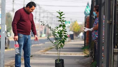 Municipio de Curicó concretó a domicilio entregas de campaña “Yo Adopto Un Árbol”