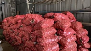 Curicano donó 30 toneladas de papas a familias vulnerables de Futrono