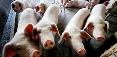 Descubren en China un nueva cepa de la gripe porcina con "potencial pandémico"