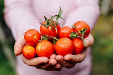 Estudian prevención de enfermedades cardiovasculares en el tomate y el maqui