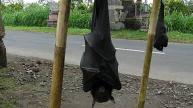 Filipinas: viralizan imágenes de un murciélago gigante del tamaño de un humano