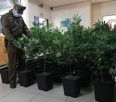 41 plantas de marihuana fueron incautadas en sector Zapallar