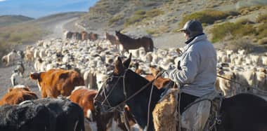 Advierten sobre delincuentes que se hacen pasar por compradores de animales