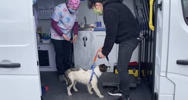 Municipalidad de Molina inició funcionamiento de Veterinaria Popular