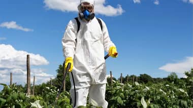 El cambio climático trae nuevas plagas que amenazan frutales chilenos