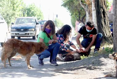 Municipio de Curicó y agrupaciones animalistas realizaron operativo veterinario a perros callejeros