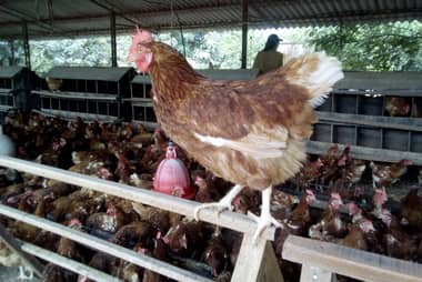 Vecinos de sector Remolino de Hualañé se oponen a instalación de nuevo gallinero