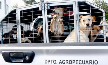 Municipio de Curicó trasladó a 62 perros que estaban en canil de Población Puente Alto