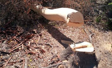 Denuncian posible tala ilegal de árboles de Quillay en predio de Hualañé