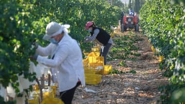 Subsecretario de Agricultura atribuyó falta de mano de obra a cierre de fronteras